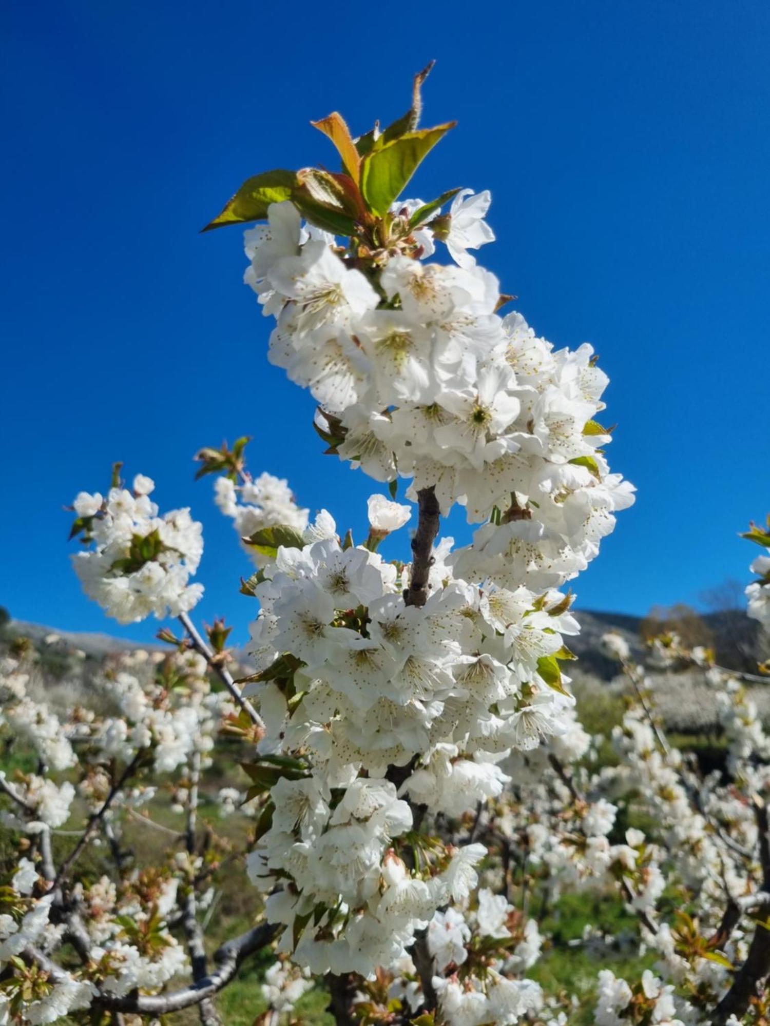 Albareilla By #Cherrygredos El Arenal  Zewnętrze zdjęcie